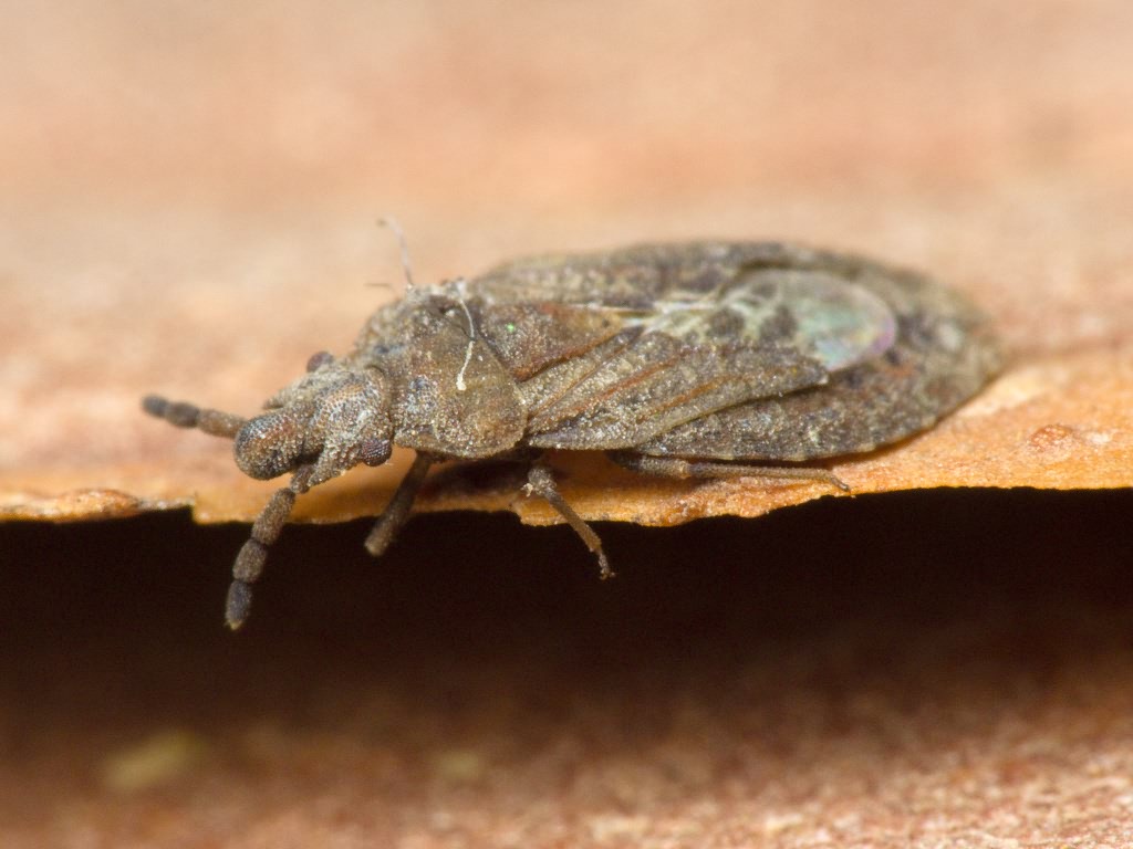 Aradus cinnamomeus Panzer, 1806